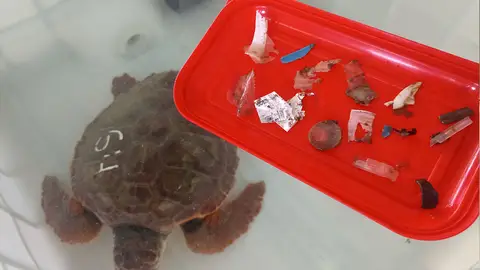 Trocitos de plástico tragados por tortugas. Trocitos de plástico tragados por tortugas.