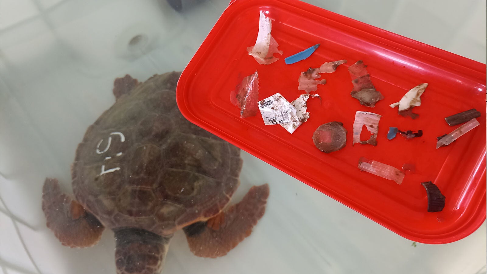 La contaminación de los mares, el peor enemigo de las tortugas