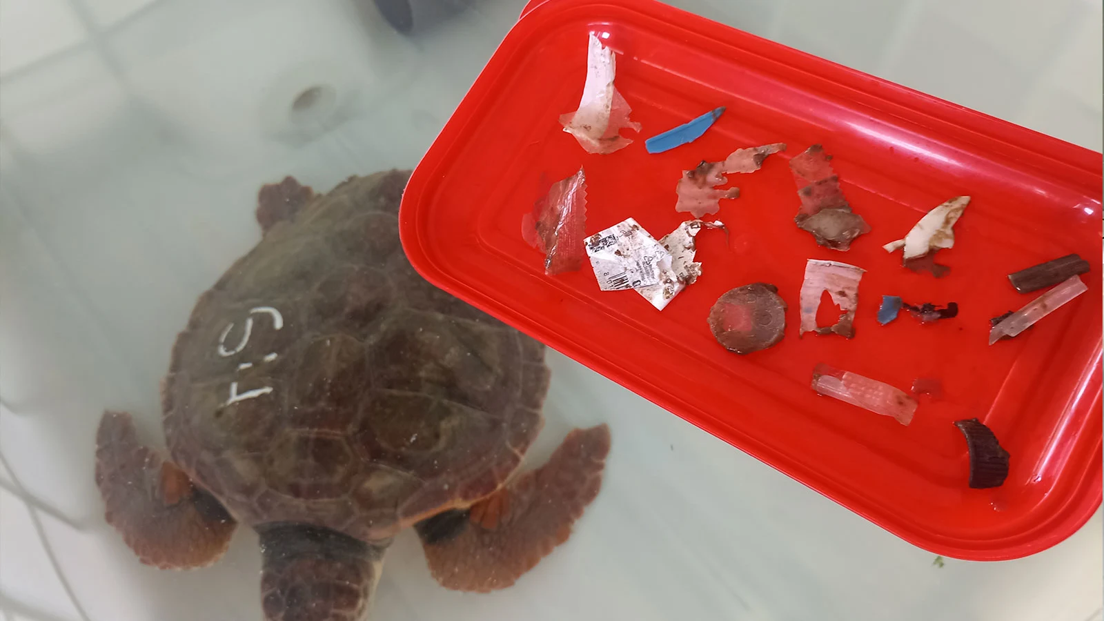 Trocitos de plástico tragados por tortugas. Trocitos de plástico tragados por tortugas.