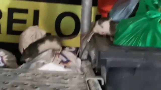 Ratas a 50 metros de la Puerta del Sol