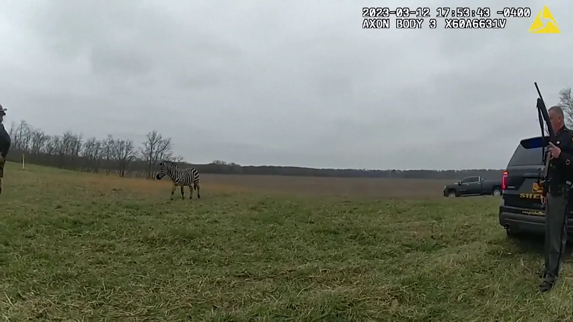 Ataque de una cebra en Ohio Ataque de una cebra en Ohio