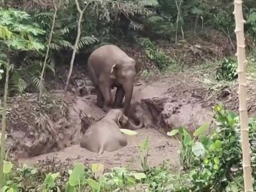 Rescate de un elefante en barro
