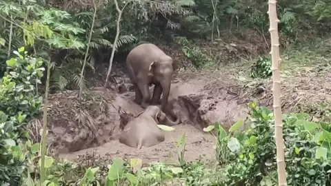 Rescate de un elefante en barro Rescate de un elefante en barro