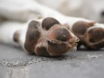 Las patas de un perro en la calle Las patas de un perro en la calle