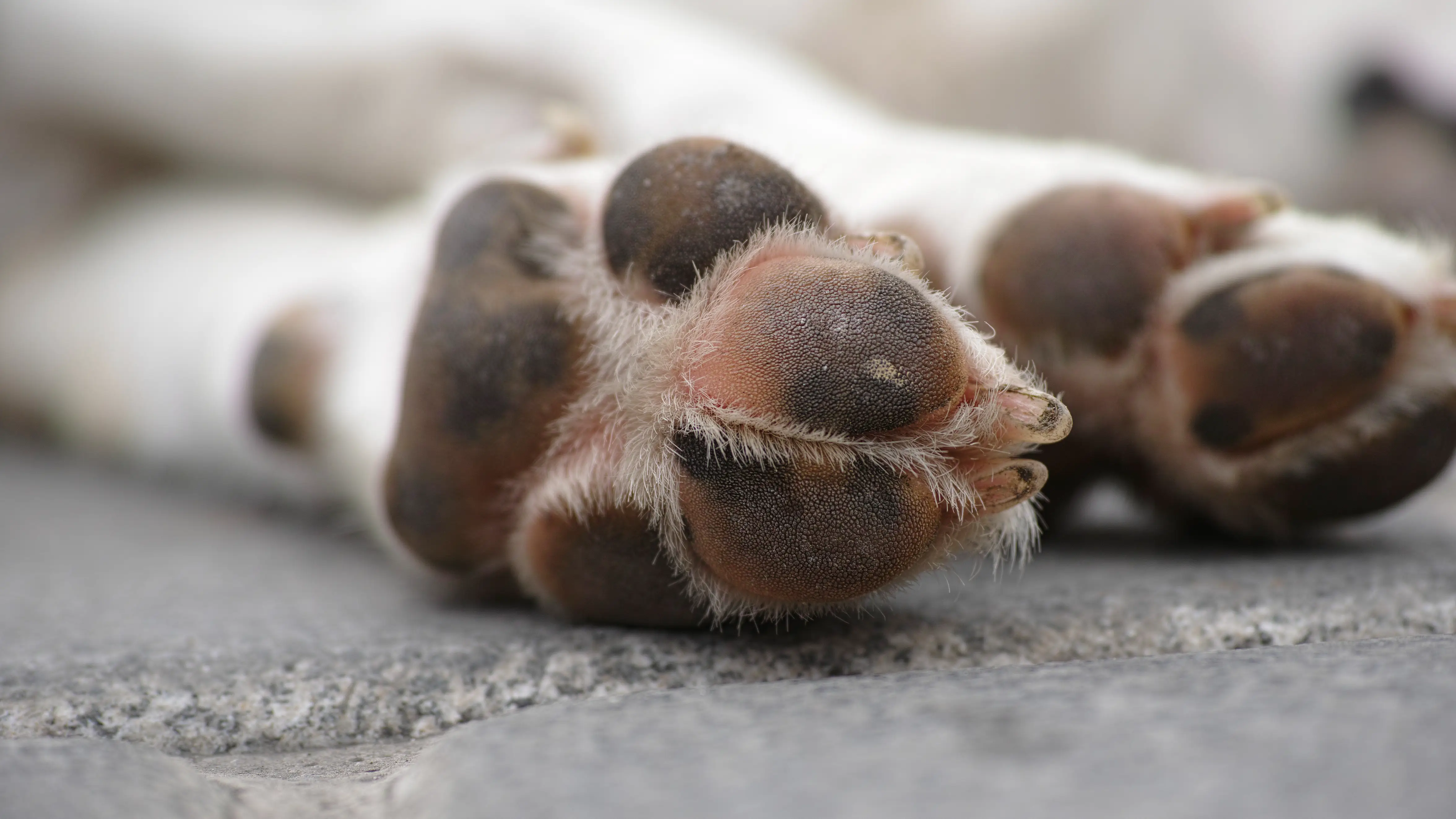 Las patas de un perro en la calle Las patas de un perro en la calle