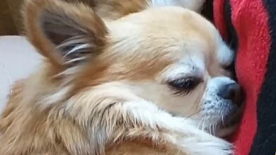 Mata a un perro a patadas delante de una menor de 12 años: 