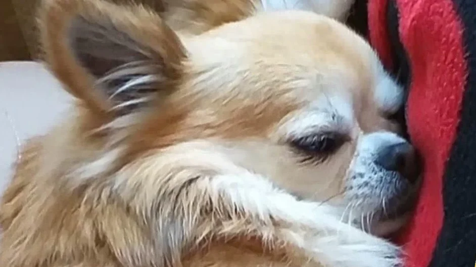 Mata a un perro a patadas delante de su due&ntilde;a, de 12 a&ntilde;os: "Se levanta por la noche llorando, tiene un trauma"