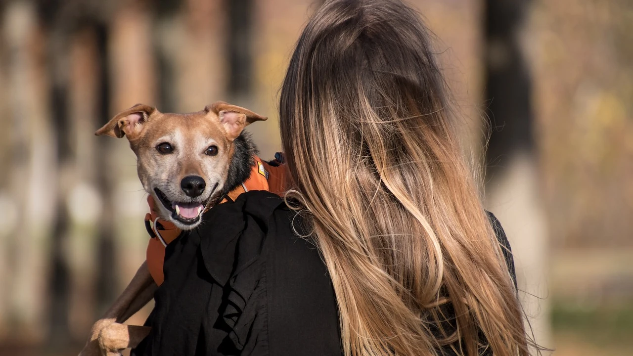 ¿Cómo es el curso obligatorio para las personas que quieran tener perro? ¿Cómo es el curso obligatorio para las personas que quieran tener perro?