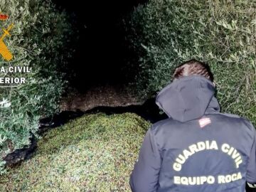 16 personas han sido detenidas por robar 17 toneladas de aceitunas en Madrid