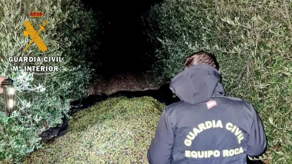 16 personas han sido detenidas por robar 17 toneladas de aceitunas en Madrid 16 personas han sido detenidas por robar 17 toneladas de aceitunas en Madrid