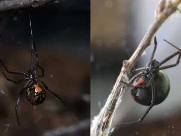 Araña viuda marrón y araña viuda negra Araña viuda marrón y araña viuda negra