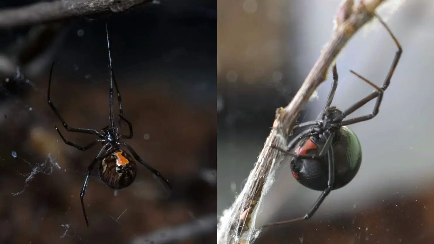 Ara&ntilde;a viuda marr&oacute;n y ara&ntilde;a viuda negra