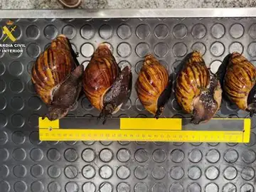Los caracoles gigantes africanos hallados en el aeropuerto de Bilbao entre el equipaje de una pasajera Los caracoles gigantes africanos hallados en el aeropuerto de Bilbao entre el equipaje de una pasajera