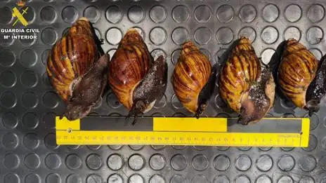 Los caracoles gigantes africanos hallados en el aeropuerto de Bilbao entre el equipaje de una pasajera