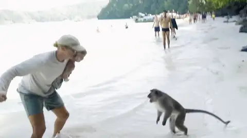 Monos salvajes atacan a una familia australiana Monos salvajes atacan a una familia australiana