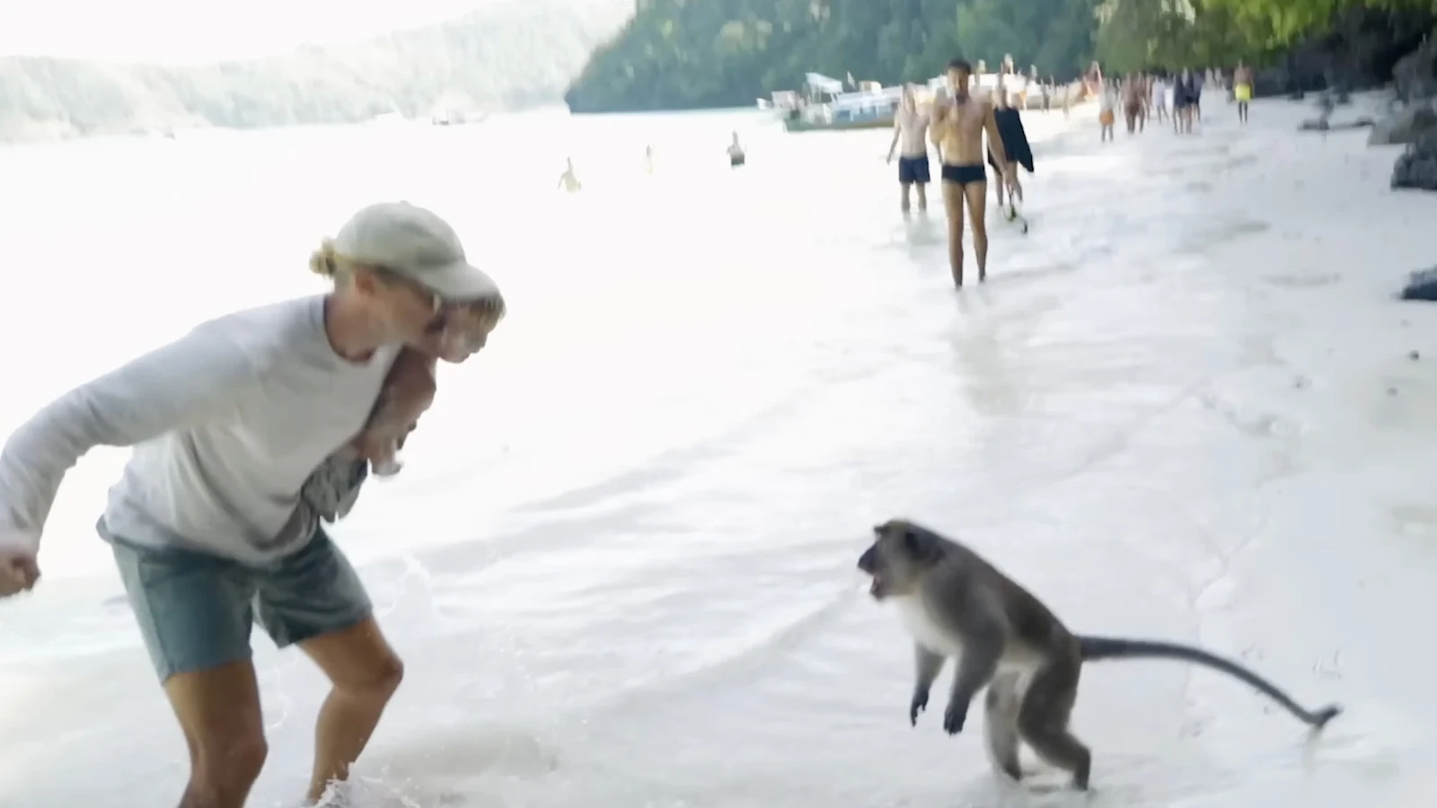 Monos salvajes atacan a una familia australiana Monos salvajes atacan a una familia australiana