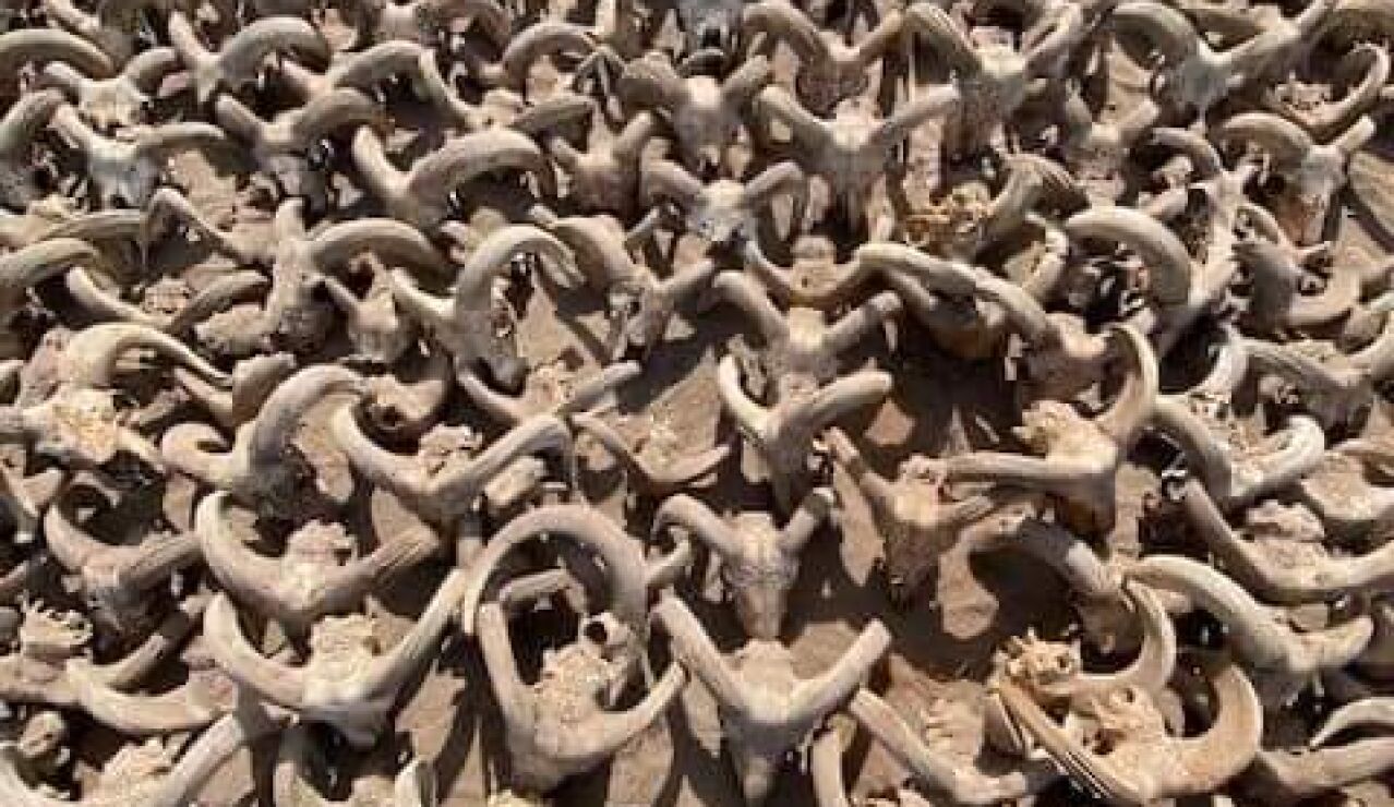 Imagen de más 2.000 carneros momificados encontrados en Egipto