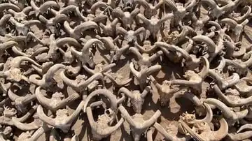 Imagen de más 2.000 carneros momificados encontrados en Egipto