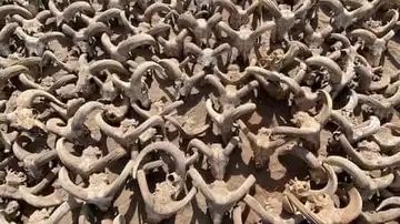 Imagen de más 2.000 carneros momificados encontrados en Egipto Imagen de más 2.000 carneros momificados encontrados en Egipto