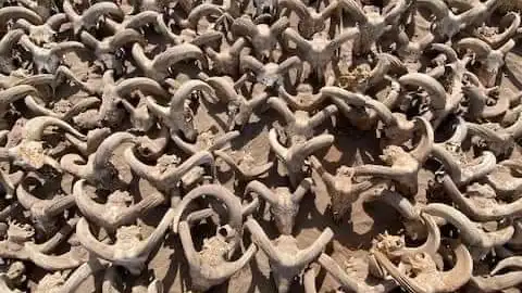 Imagen de m&aacute;s 2.000 carneros momificados encontrados en Egipto