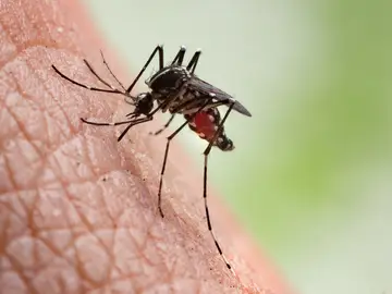 Mosquito que transmite el paludismo o la malaria Mosquito que transmite el paludismo o la malaria