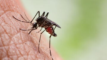 Mosquito que transmite el paludismo o la malaria