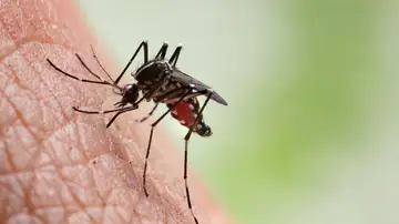 Mosquito que transmite el paludismo o la malaria Mosquito que transmite el paludismo o la malaria