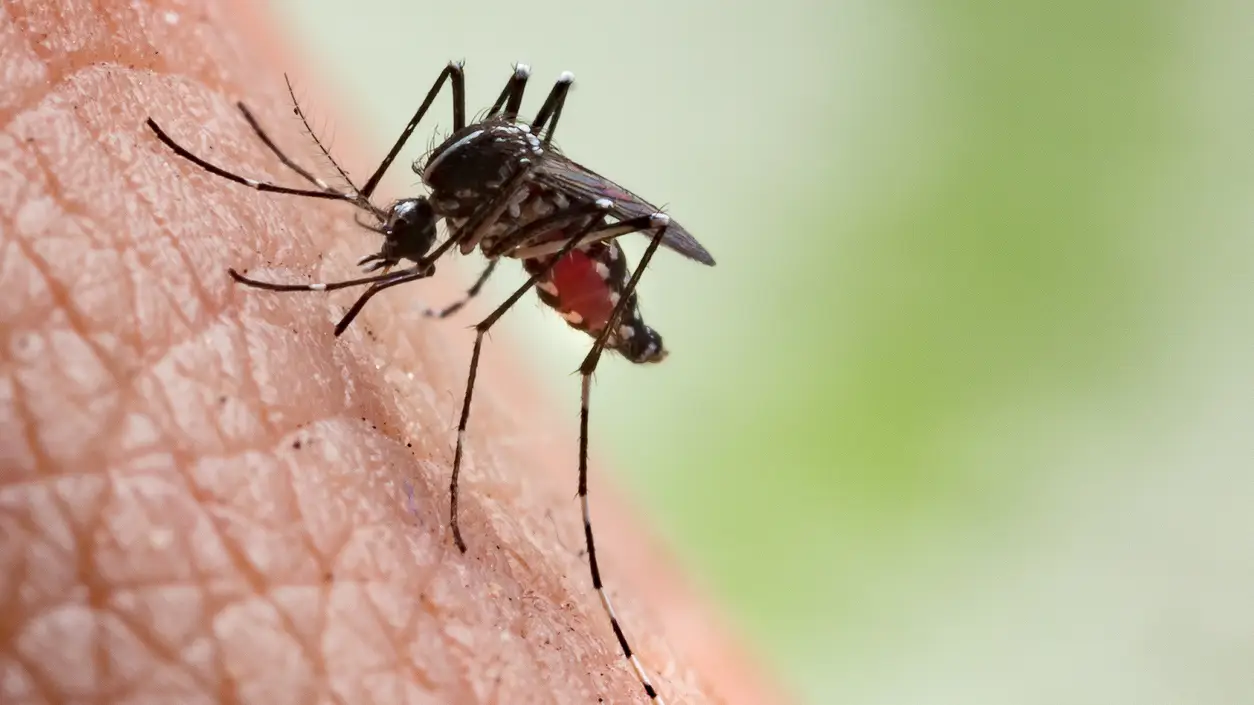 Mosquito que transmite el paludismo o la malaria