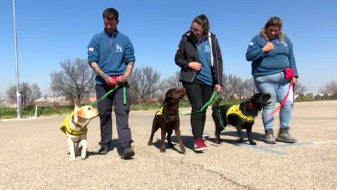 Entrenamiento de perros para niños con autismo Entrenamiento de perros para niños con autismo