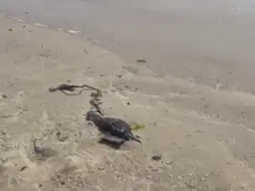Ecologistas denuncian la aparición de vertidos del OS35 a las playas de Algeciras Ecologistas denuncian la aparición de vertidos del OS35 a las playas de Algeciras