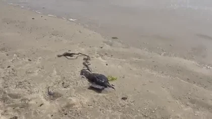 Ecologistas denuncian la aparici&oacute;n de vertidos del OS35 a las playas de Algeciras