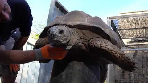 Así son las tortugas más grandes del planeta del Bioparc Valencia 
