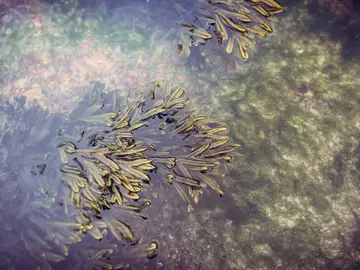 Un alga asiática invasora hace peligrar la pesca en el litoral de Andalucía Un alga asiática invasora hace peligrar la pesca en el litoral de Andalucía