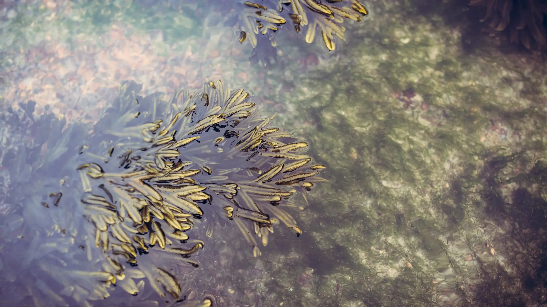 Un alga asi&aacute;tica invasora hace peligrar la pesca en el litoral de Andaluc&iacute;a