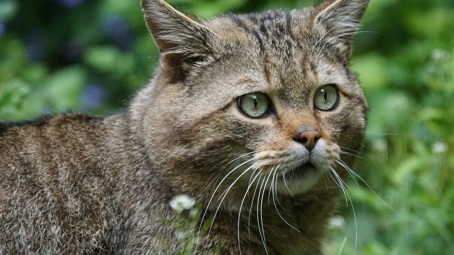 Imagen de un gato mont&eacute;s