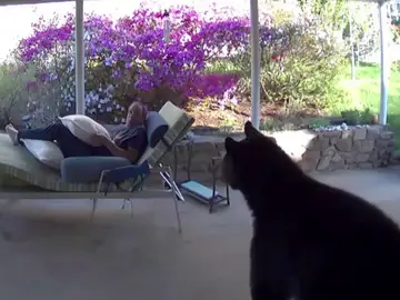 Se encuentra un enorme oso en la terraza de su casa Se encuentra un enorme oso en la terraza de su casa