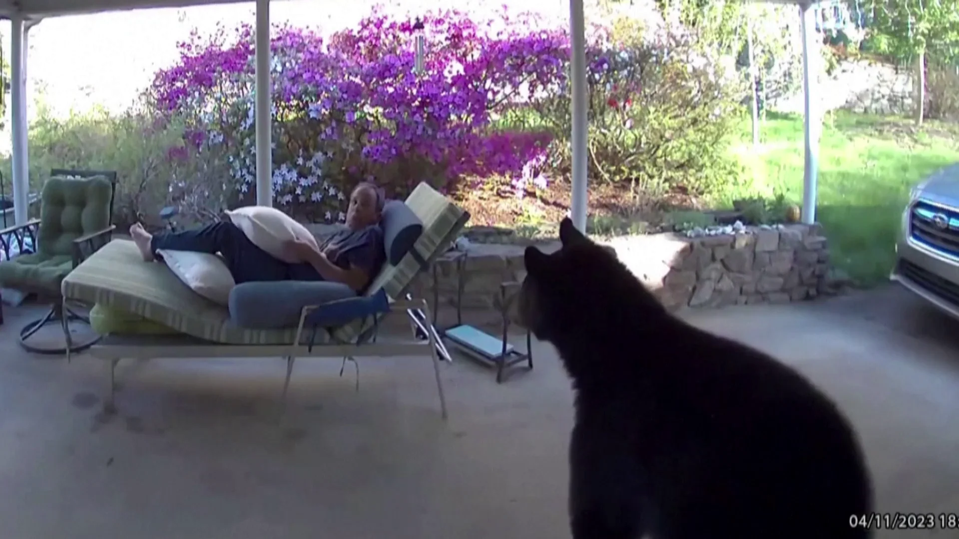 Se encuentra un enorme oso en la terraza de su casa
