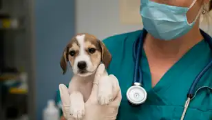 Veterinario