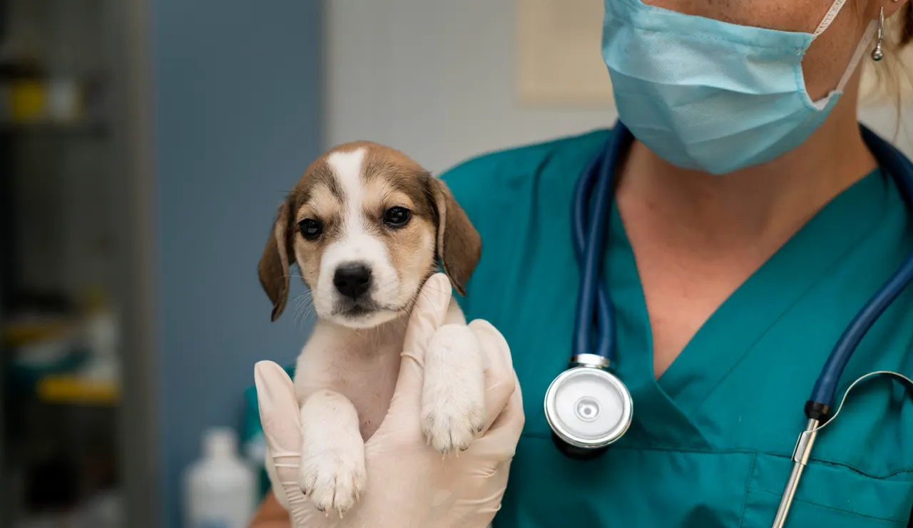 Veterinario