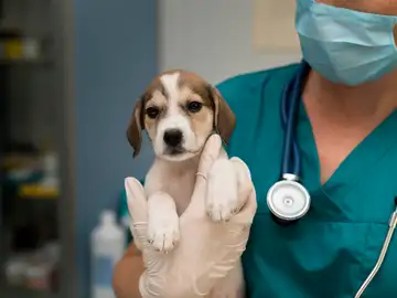 Veterinario Veterinario