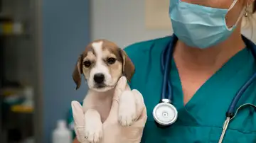 Veterinario Veterinario