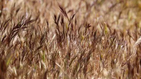 La falta de lluvia provocará una subida en el precio de los alimentos La falta de lluvia provocará una subida en el precio de los alimentos