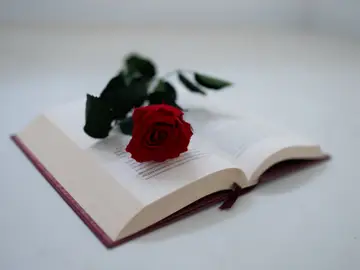 Un libro y una rosa Un libro y una rosa