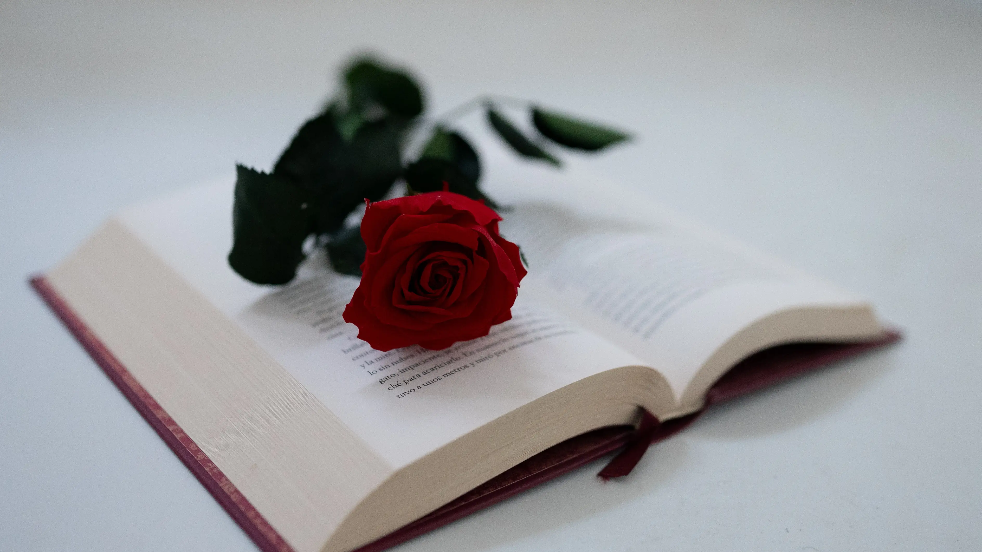 Un libro y una rosa Un libro y una rosa