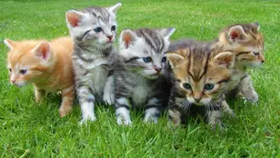 Imagen de archivo de un grupo de gatos