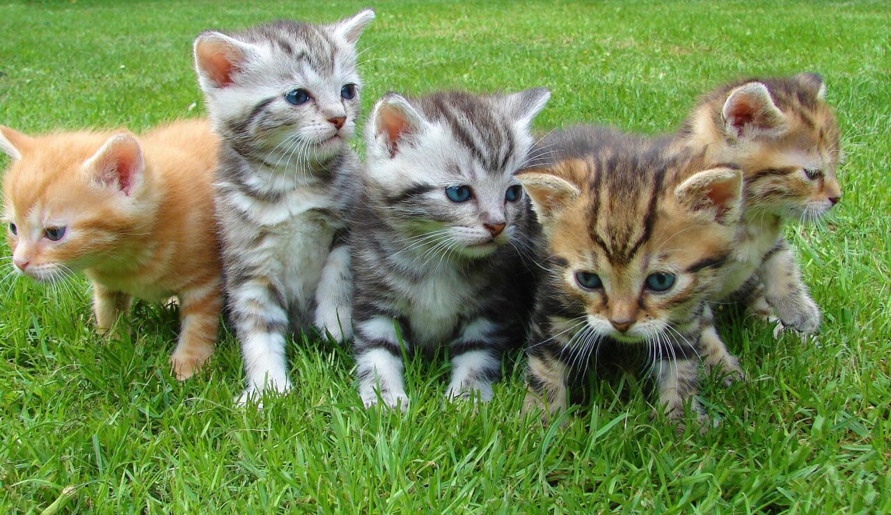 Un grupo de gatos
