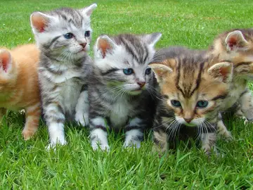 Un grupo de gatos Un grupo de gatos