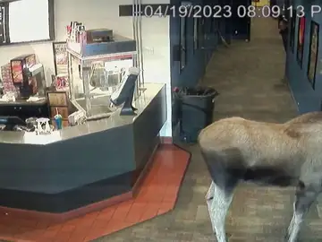 Alce se cuela en un cine Alce se cuela en un cine