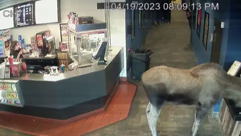 Alce se cuela en un cine Alce se cuela en un cine