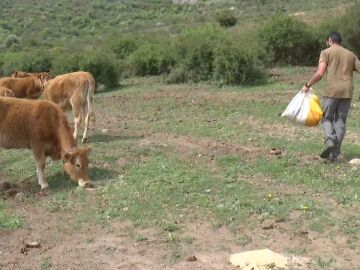 Los ganaderos de toda España tienen dificultades para alimentar a sus animales